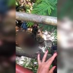 Kecelakaan di Jalur Cadas Pangeran, Pengendara Motor Terjun ke Jurang