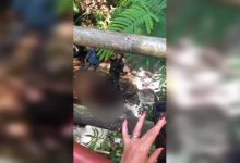 Kecelakaan di Jalur Cadas Pangeran, Pengendara Motor Terjun ke Jurang