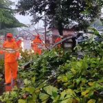 Hujan Deras Sebabkan Pohon Tumbang di Sumedang, Tutup Sebagian Jalan