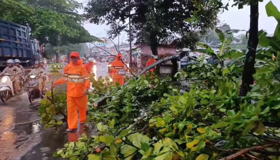 Hujan Deras Sebabkan Pohon Tumbang di Sumedang, Tutup Sebagian Jalan