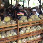 Sangiang Bedil, Surga Durian Baru di Darmaraja Sumedang