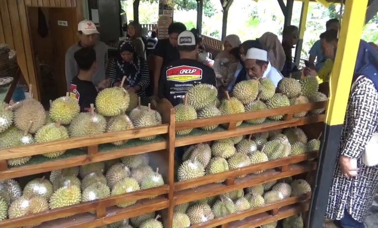 Sangiang Bedil, Surga Durian Baru di Darmaraja Sumedang