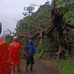 Pohon Tumbang Tutup Akses Antar Kecamatan di Sumedang, Evakuasi Berlangsung 4 Jam