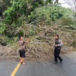 Pohon Mahoni Tumbang Tutup Jalur Cadas Pangeran, Lalu Lintas Lumpuh
