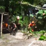 Tiga Petugas Nyaris Terseret ke Jurang Saat Evakuasi Pohon Tumbang di Cadas Pangeran