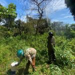 Ribuan Ulat Bulu Serang Permukiman Warga di Sumedang, UPTD Pertanian Turun Tangan