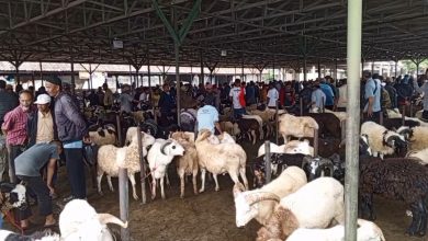 Menjelang Idul Adha, Penjualan Hewan Kurban di Sumedang Anjlok Drastis