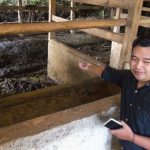 Dua Hari Jelang Idul Adha, Sapi Milik Warga di Sumedang Digondol Maling