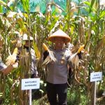 Polres Sumedang Panen Raya Jagung, Dukung Swasembada Pangan 2025