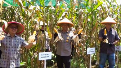 Polres Sumedang Panen Raya Jagung, Dukung Swasembada Pangan 2025