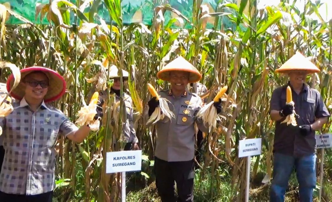 Polres Sumedang Panen Raya Jagung, Dukung Swasembada Pangan 2025