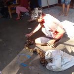 Ular Sanca 4 Meter di Regolwetan Sumedang Ditangkap Warga Usai Memangsa Ayam