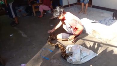 Ular Sanca 4 Meter di Regolwetan Sumedang Ditangkap Warga Usai Memangsa Ayam