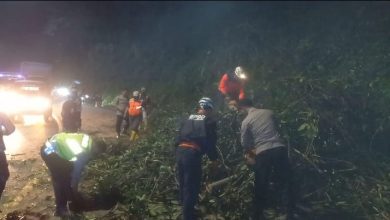 Akar Pohon Tumbang di Cadas Pangeran Sumedang, Arus Lalin Sempat Terhambat