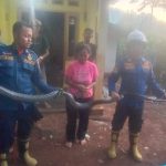 King Cobra 5 Meter Masuk Kamar Anak 4 Tahun, Damkar Sumedang Turun Tangan