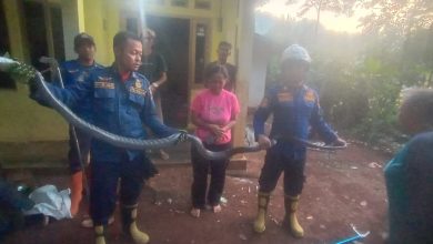 King Cobra 5 Meter Masuk Kamar Anak 4 Tahun, Damkar Sumedang Turun Tangan