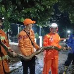 Ular Sanca Sepanjang 4 Meter Ditemukan Terjepit di Saluran Air Pabrik Beras Sumedang