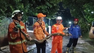 Ular Sanca Sepanjang 4 Meter Ditemukan Terjepit di Saluran Air Pabrik Beras Sumedang