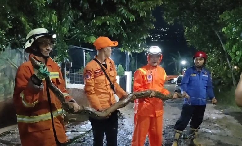 Ular Sanca Sepanjang 4 Meter Ditemukan Terjepit di Saluran Air Pabrik Beras Sumedang