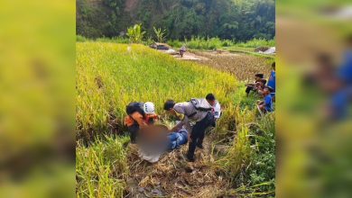 Pilot Paralayang Asal Singapura Alami Kecelakaan Mendarat di Pelosok Persawahan Sumedang