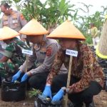 15.000 Bibit Ubi Cilembu Ditanam Polres Sumedang, Libatkan Petani dan Pengusaha Lokal