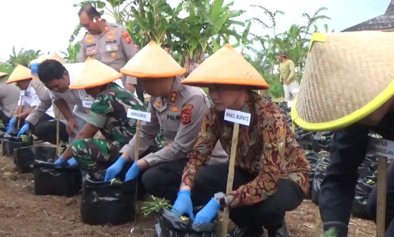 15.000 Bibit Ubi Cilembu Ditanam Polres Sumedang, Libatkan Petani dan Pengusaha Lokal