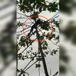 Heboh! Macan Kumbang Turun ke Permukiman Warga di Sumedang