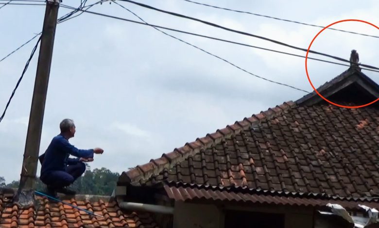 Guru SMP di Sumedang Diserang Monyet, Damkar Turun Tangan Lakukan Evakuasi