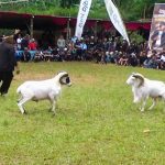 Milangkala ke-6 HPDKI Sumedang, Angkat Seni Ketangkasan Domba dan Potensi Ekonomi Peternak