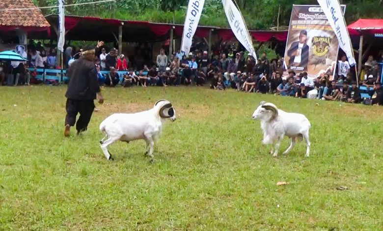 Milangkala ke-6 HPDKI Sumedang, Angkat Seni Ketangkasan Domba dan Potensi Ekonomi Peternak