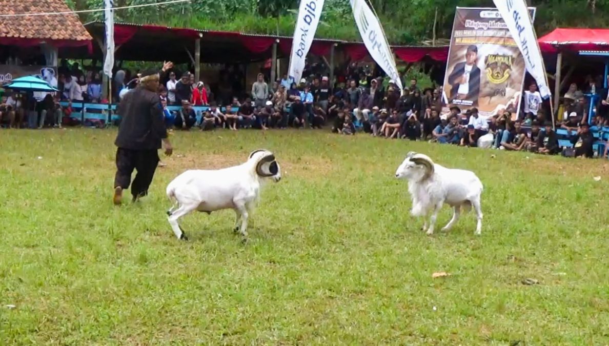 Milangkala ke-6 HPDKI Sumedang, Angkat Seni Ketangkasan Domba dan Potensi Ekonomi Peternak