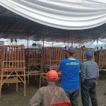 Sumedang Jadi Tuan Rumah Mama Djarkasih Cup 2025, Dorong Pelestarian Ayam Pelung Nasional
