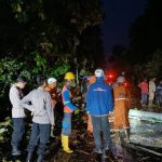 Pohon Tumbang Tutup Jalan Cijelag-Cikamurang di Sumedang, Lalu Lintas Sempat Lumpuh