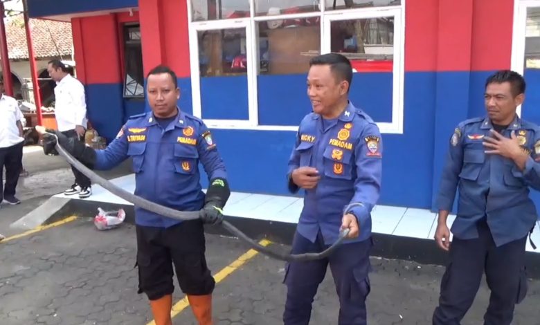 Damkar Sumedang Evakuasi King Kobra 4 Meter Sembunyi di Bawah Kasur