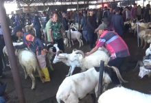 Jelang Iduladha, Penjualan Domba di Pasar Tanjungsari Sumedang Meningkat 30 Persen