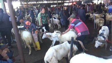 Jelang Iduladha, Penjualan Domba di Pasar Tanjungsari Sumedang Meningkat 30 Persen