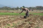 Waduk Jatigede Surut, Warga Manfaatkan Lahan Bekas Genangan untuk Bercocok Tanam