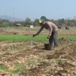 Waduk Jatigede Surut, Warga Manfaatkan Lahan Bekas Genangan untuk Bercocok Tanam