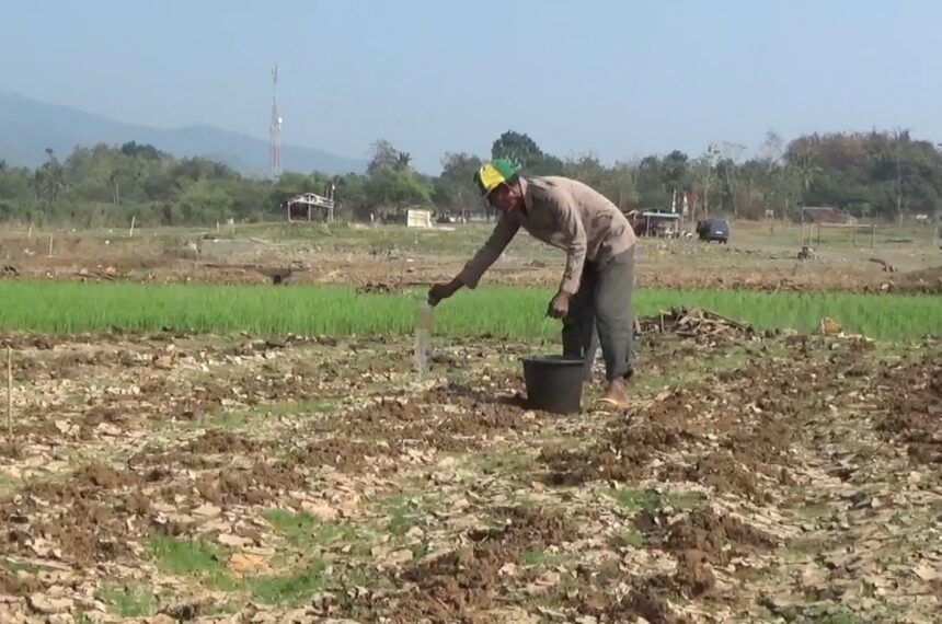 Waduk Jatigede Surut, Warga Manfaatkan Lahan Bekas Genangan untuk Bercocok Tanam